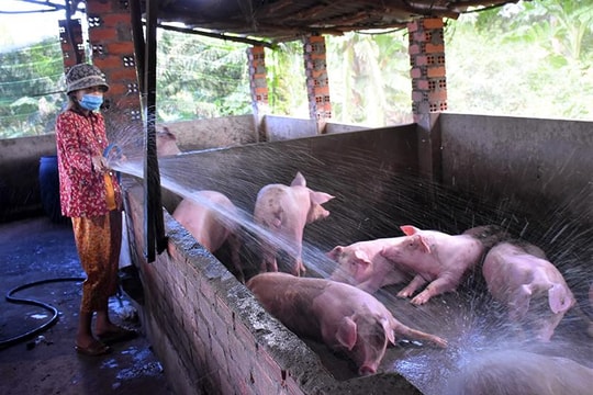 Giá heo hơi ngày 22/6: Miền Nam giảm về 62.000 đồng/kg, miền Bắc ổn định mức cao