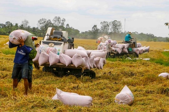 Giá lúa gạo hôm nay 23/6: Lúa Nhật giữ mức 7.500 đồng/kg, gạo xuất khẩu tăng nhẹ