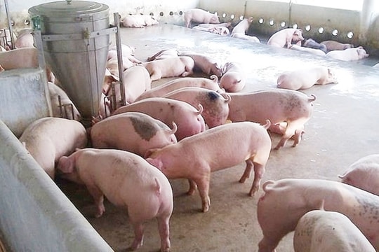 Giá heo hơi hôm nay 24/6: Điều chỉnh giảm 1.000 đồng/kg tại miền Trung và miền Nam