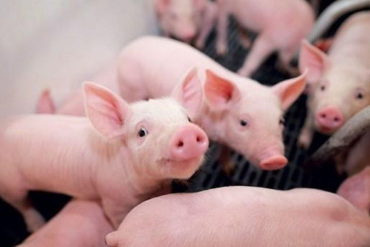 Giá heo hơi ngày 25/6: Miền Nam giảm về 61.000 đồng/kg, miền Bắc giữ mức 68.000 đồng/kg