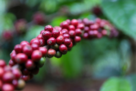 Giá cà phê ngày 25/6: Arabica tăng gần 4%, thị trường nội địa phục hồi lên 88.800 đồng