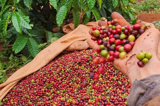 Giá cà phê hôm nay 26/06: Robusta vượt 3.700 USD, giá nội địa sát mốc 90.000 đồng