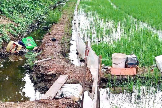 Dùng điện tự chế diệt chuột ruộng lúa, người chết, kẻ đi tù