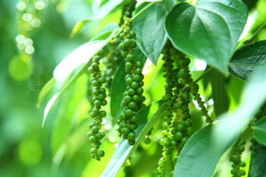 Giá tiêu hôm nay 27/6: Duy trì mức 139.000 đồng/kg, Việt Nam chiếm hơn 60% thị phần tại Đức