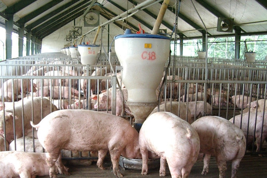 Giá heo hơi ngày 28/6: Miền Bắc giảm về mốc 66.000 đồng/kg, thị trường đi ngang