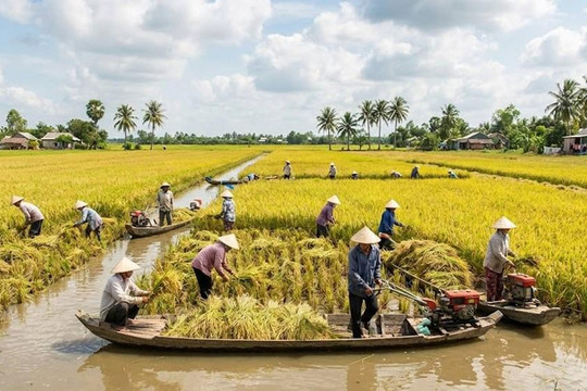 Giá lúa gạo ngày 28/6: Lúa tươi giảm nhẹ, gạo xuất khẩu đi ngang ở mức 450 USD/tấn
