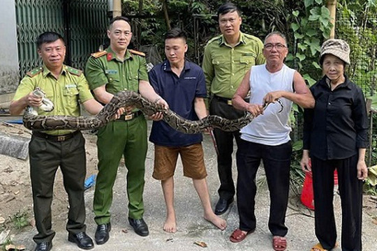 Khống chế và giao nộp cá thể trăn hoang dã cho cơ quan chức năng