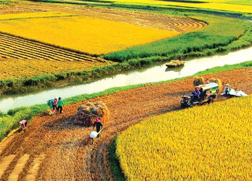 Giá lúa gạo ngày 29/6: Gạo nguyên liệu CL 555 giữ mức 9.200 đồng/kg, thị trường chờ lực mua mới