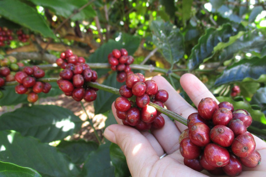 Giá cà phê hôm nay 30/6: Thị trường nội địa ổn định ở mức 90.000 đồng/kg