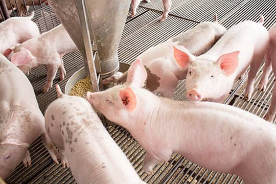 Giá heo hơi ngày 01/07: Mức cao nhất đạt 67.000 đồng/kg tại miền Bắc