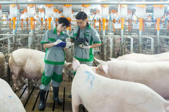 Giá heo hơi ngày 2/7 giảm đồng loạt, miền Nam lùi về mốc 60.000 đồng/kg