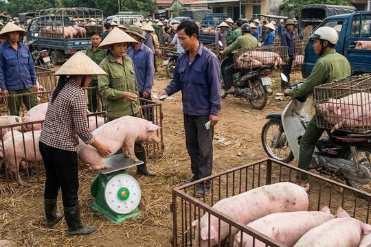 Giá heo hơi hôm nay 4/7: Cả ba miền đi ngang, cao nhất 66.000 đồng/kg