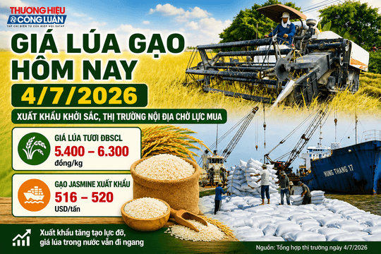 Giá lúa gạo ngày 4/7: Gạo xuất khẩu tăng lên 520 USD/tấn, giá lúa nội địa ổn định