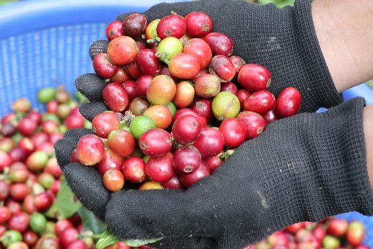 Giá cà phê ngày 5/7: Robusta và Arabica đồng loạt giảm, trong nước lùi về mốc 92.300 đồng/kg