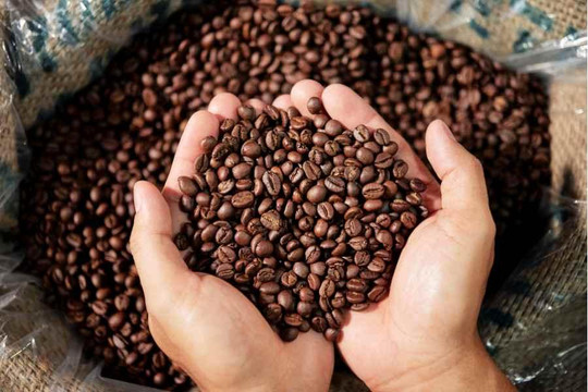 Giá cà phê hôm nay 6/7: Thị trường giữ vùng 93.000 đồng/kg sau tuần tăng mạnh