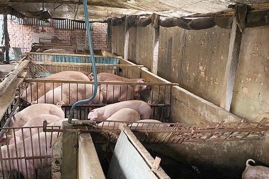 Giá heo hơi ngày 9/7 duy trì ổn định trong khoảng 60.000 đến 66.000 đồng/kg trên toàn quốc
