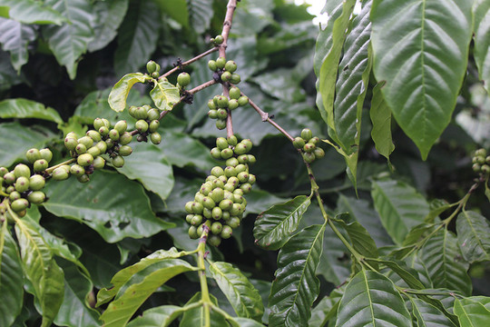 Giá cà phê hôm nay 9/7 giảm 2.200 đồng/kg, Robusta rời mốc 4.000 USD