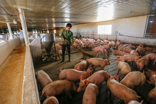 Giá heo hơi ngày 11/7 đi ngang, duy trì mức cao nhất 66.000 đồng/kg