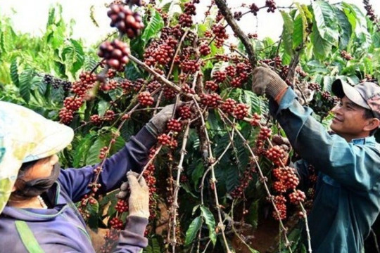 Giá cà phê hôm nay 12/7 giảm tới 3.200 đồng/kg, lùi về mốc 94.700 đồng/kg