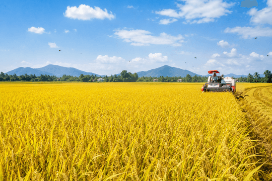 Giá lúa gạo ngày 14/7: Thị trường nội địa bình ổn, xuất khẩu dự báo đạt 8,1 triệu tấn
