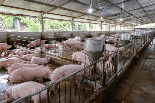 Giá heo hơi hôm nay 17/7 duy trì ổn định, mức cao nhất đạt 67.000 đồng/kg