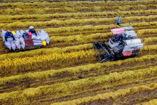 Giá lúa gạo ngày 19/7: Lúa OM 5451 tăng nhẹ, gạo xuất khẩu giữ mức 520 USD/tấn