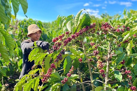 Giá cà phê nội địa tăng tuần thứ tư liên tiếp, áp sát mốc 98.000 đồng/kg