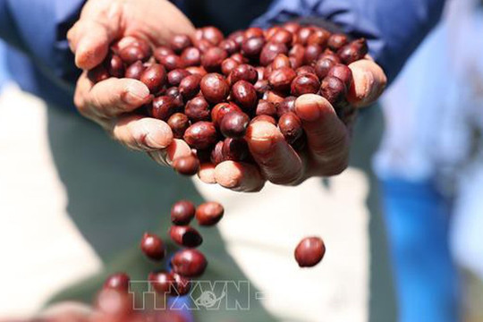 Thị trường nông sản: Cà phê lên gần 98.000 đồng/kg, giá gạo tiếp tục tăng