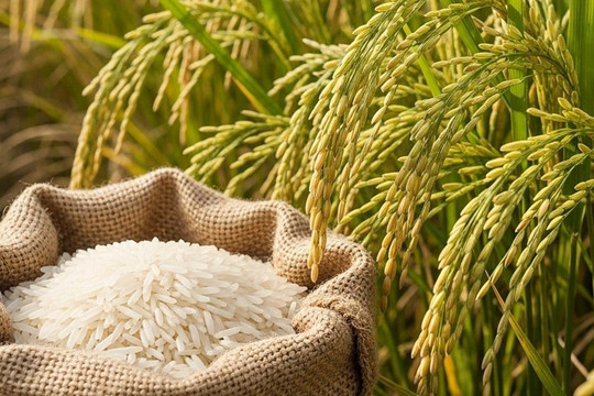 Giá gạo Đài thơm tăng 500 đồng/kg, thị trường lúa gạo ngày 25/7 giữ nhịp ổn định