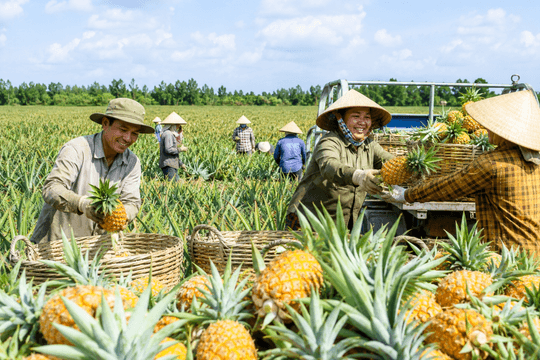Giá dứa tại Đồng Tháp lên mức 9.000 – 11.000 đồng/kg, người trồng có lãi 3.000 – 5.000 đồng/kg
