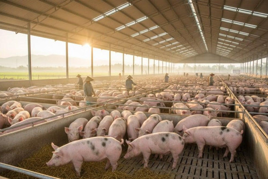 Thị trường heo hơi ngày 27/7 điều chỉnh về 62.000 - 65.000 đồng/kg trên toàn quốc