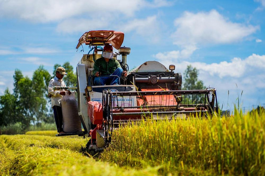 Giá lúa gạo hôm nay 27/7 đi ngang, xuất khẩu đạt 5,3 triệu tấn thu 2,52 tỷ USD