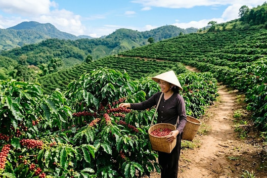 Giá cà phê ngày 28/7/2026: Đắk Lắk tăng lên 96.000 đồng/kg, thế giới đi ngang