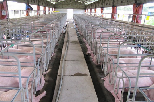 Giá heo hơi ngày 29/7 giảm 1.000 đồng/kg tại nhiều nơi, dao động 61.000-65.000 đồng/kg