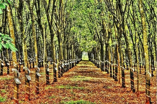 Giá cao su ngày 29/7/2026: SHFE giảm đến 2,18%, giá mua trong nước ổn định