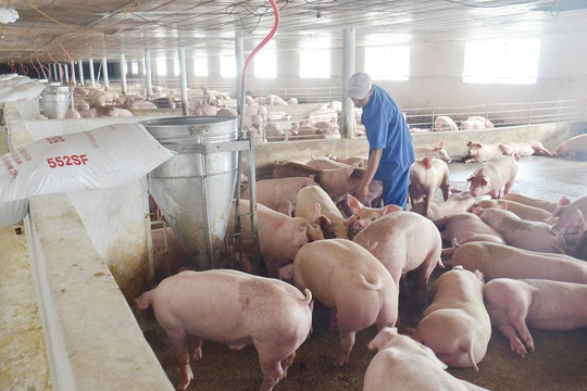 Giá heo hơi ngày 30/7 tiếp tục giảm 1.000 đồng/kg, dao động từ 60.000 - 65.000 đồng/kg
