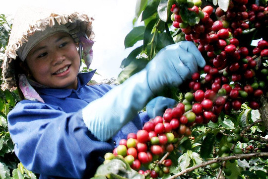 Giá cà phê ngày 30/7: Thị trường nội địa áp sát 99.000 đồng/kg, Robusta đạt 3.877 USD/tấn