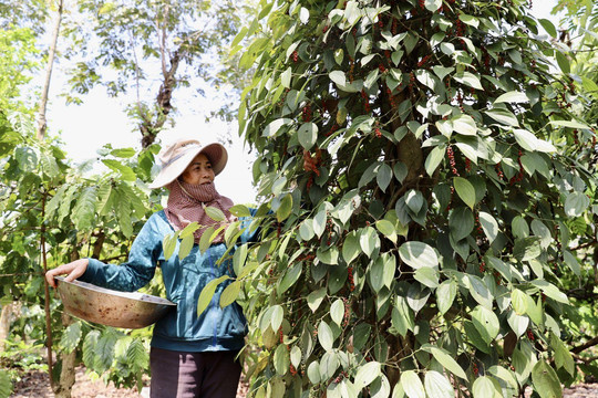 Giá tiêu nội địa tăng 500 - 1.000 đồng/kg, lên mốc 142.000 đồng/kg