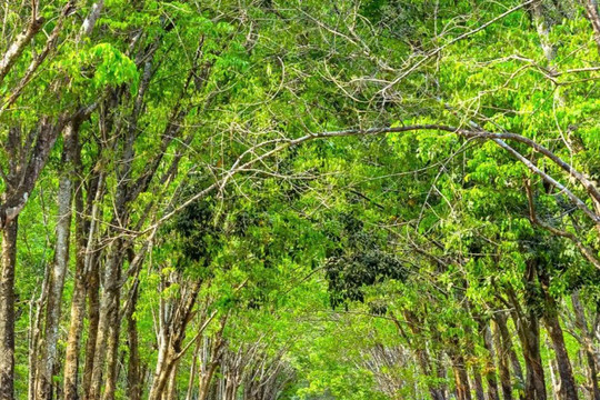 Giá cao su hôm nay 30/7: Các sàn châu Á điều chỉnh, SGX giảm gần 1,9%