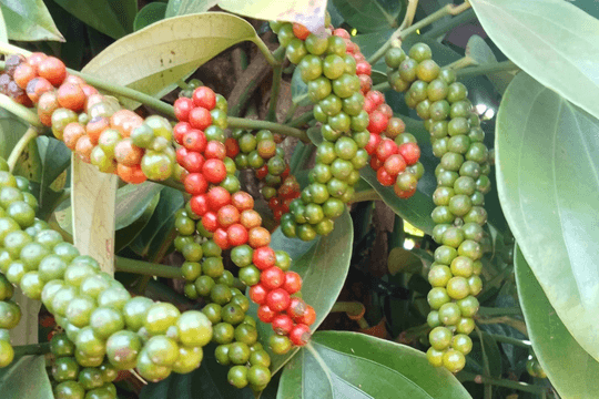 Giá tiêu ngày 31/7 đi ngang ở mức 139.000 - 142.000 đồng/kg