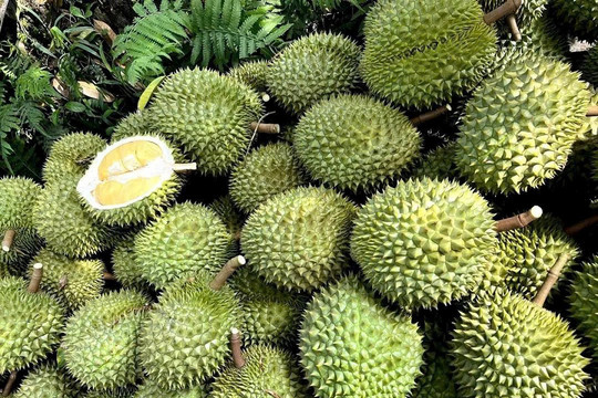 Giá sầu riêng ngày 31/7/2026: Sầu Thái tại Đắk Lắk tăng 2.000 - 3.000 đồng/kg, lên 80.000 đồng/kg