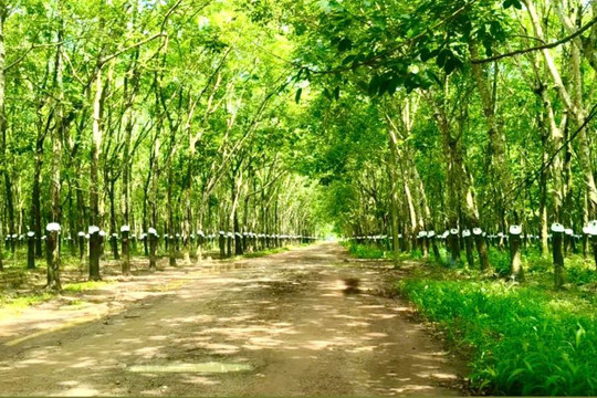 Giá cao su ngày 1/8/2026: Sàn SGX tăng vọt 4,02%, thị trường trong nước giữ ổn định