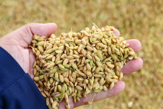 Giá lúa gạo ngày 1/8/2026: Lúa OM 5451 tăng 500 đồng/kg tại Đồng bằng sông Cửu Long