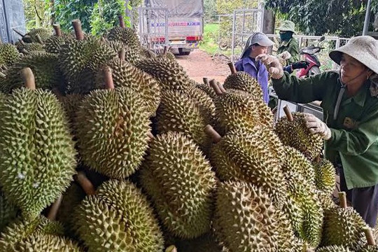 Ấn Độ chính thức cấp phép nhập khẩu sầu riêng tươi từ Việt Nam