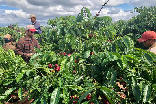 Giá cà phê ngày 01/08: Robusta đạt 3.780 USD/tấn, giá trong nước giữ mức 96.800 đồng/kg