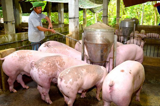 Giá heo hơi ngày 2/8 điều chỉnh giảm nhẹ, dao động từ 60.000 đến 64.000 đồng/kg