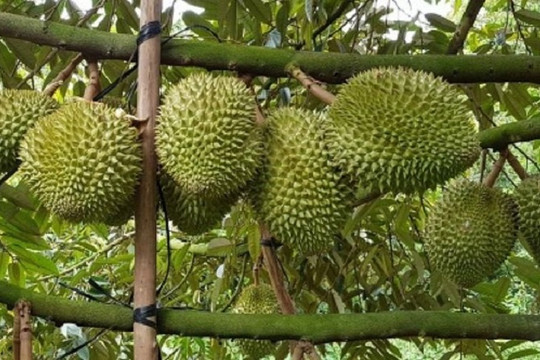 Giá sầu riêng ngày 2/8 ghi nhận điều chỉnh nhẹ, đạt cao nhất 85.000 đồng/kg