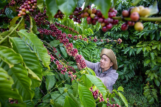 Giá cà phê Arabica tăng 2,8% trên sàn New York, thị trường trong nước duy trì 96.800 đồng/kg