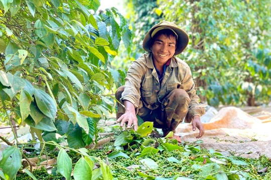 Giá tiêu ngày 2/8 giữ mức 139.000 - 142.000 đồng/kg, tiêu trắng xuất khẩu tăng 100 USD