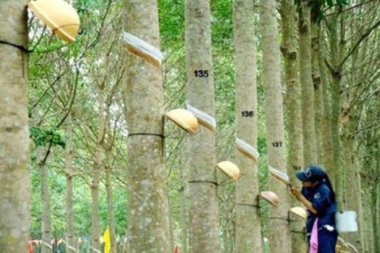 Giá cao su ngày 5/8: Sàn SGX tăng hơn 2%, thị trường trong nước giữ đà đi ngang